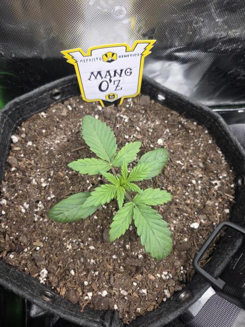 Mephisto Grow. Week 2