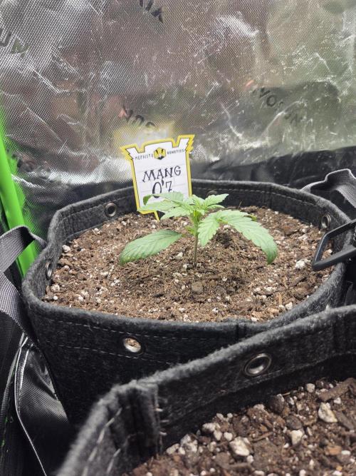 Mephisto Grow. Week 2