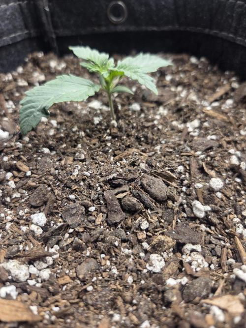 Mephisto Grow. Week 2