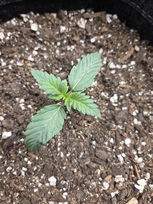 Mephisto Grow. Week 2