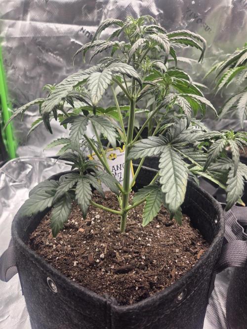 Mephisto Grow. Week 3