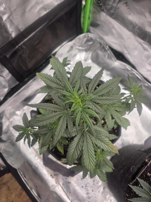 Mephisto Grow. Week 3