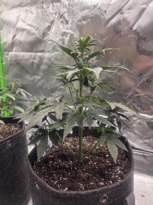 Mephisto Grow. Week 3