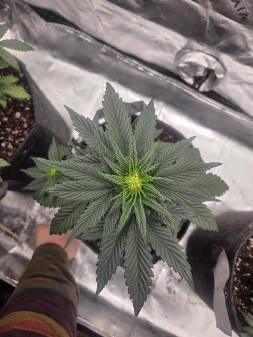 Mephisto Grow. Week 3