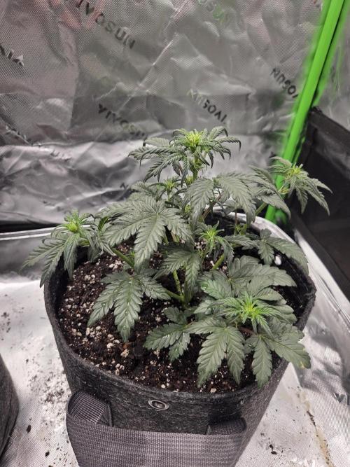 Mephisto Grow. Week 3