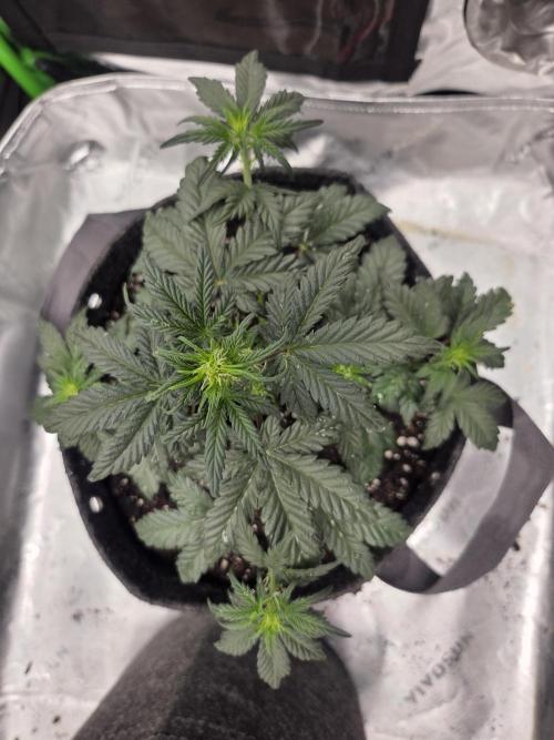 Mephisto Grow. Week 3