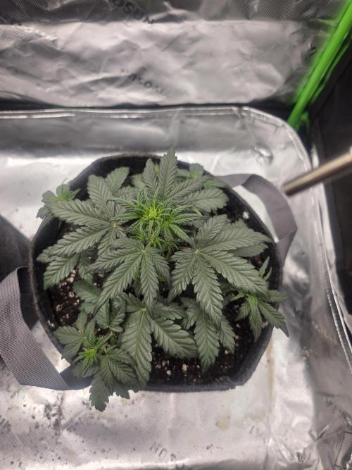 Mephisto Grow. Week 3