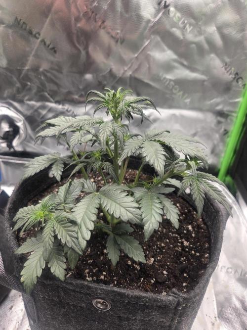 Mephisto Grow. Week 3