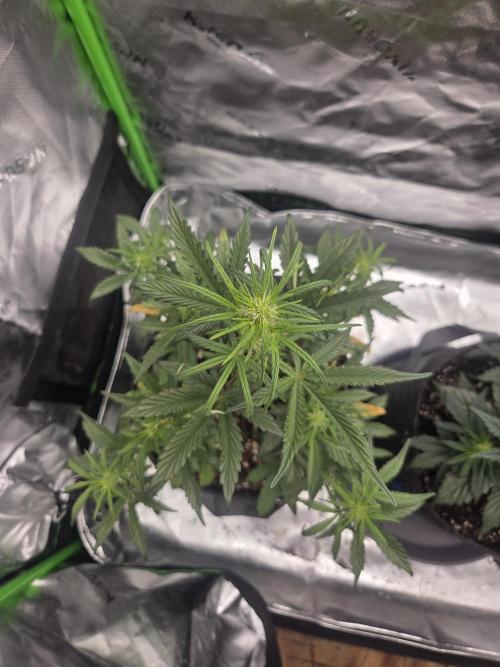 Mephisto Grow. Week 4 - MangO'z