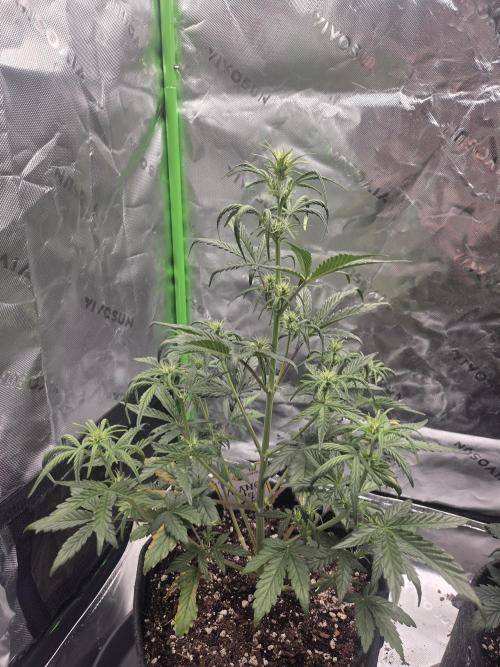 Mephisto Grow. Week 4 - MangO'z