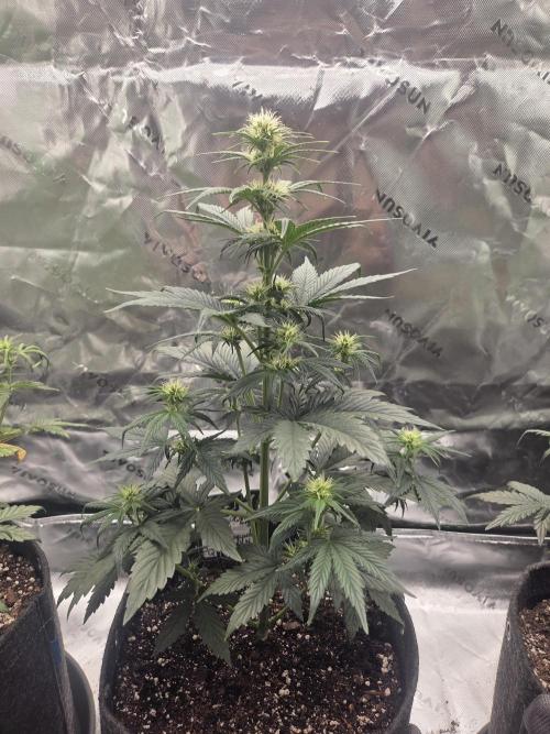 Mephisto Grow. Week 4 - Sour ScrumpySquanch