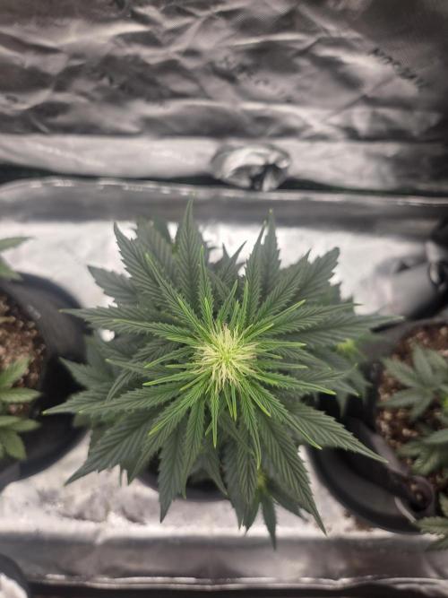 Mephisto Grow. Week 4 - Sour ScrumpySquanch