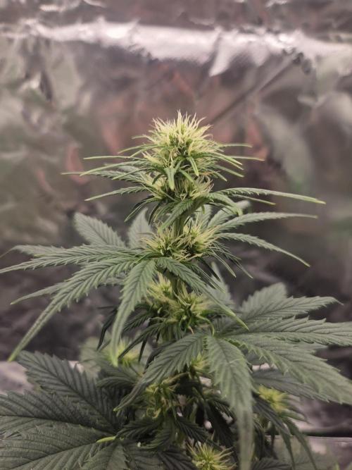 Mephisto Grow. Week 4 - Sour ScrumpySquanch