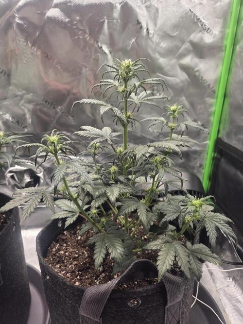 Mephisto Grow. Week 4 - OrangeO'z