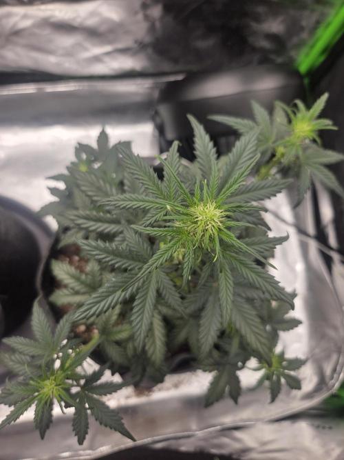 Mephisto Grow. Week 4 - OrangeO'z