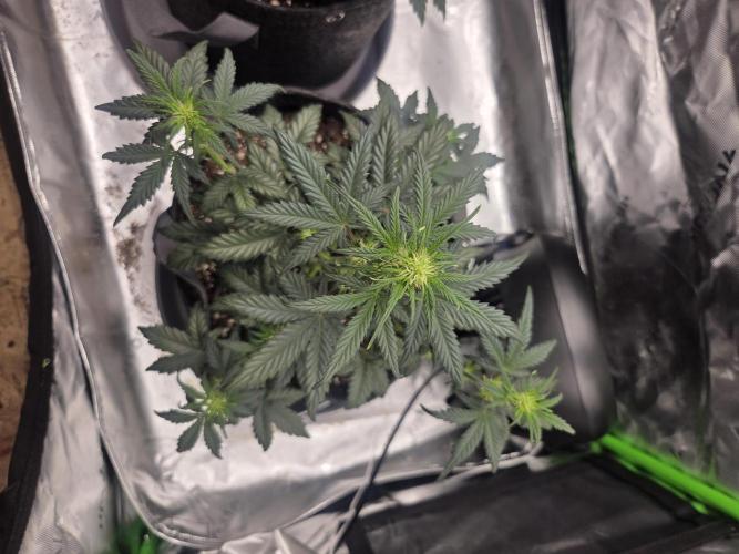 Mephisto Grow. Week 4 - OrangeO'z