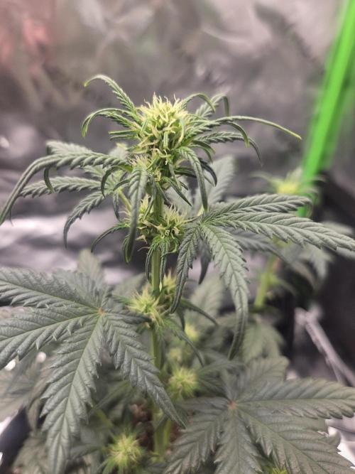 Mephisto Grow. Week 4 - OrangeO'z