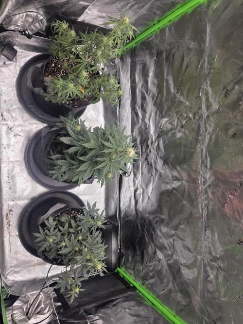 Mephisto Grow. Week 5
