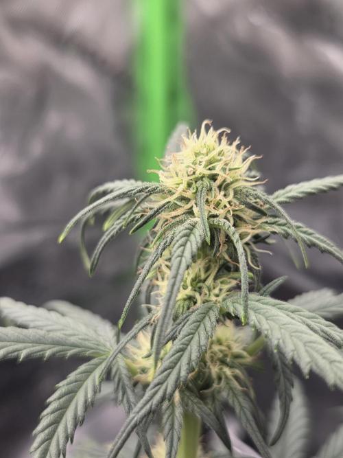 Mephisto Grow. Week 5 - OrangeO'z 15 inches