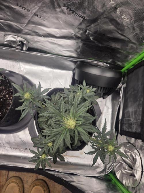 Mephisto Grow. Week 5 - OrangeO'z 15 inches