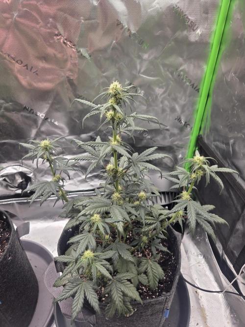 Mephisto Grow. Week 5 - OrangeO'z 15 inches