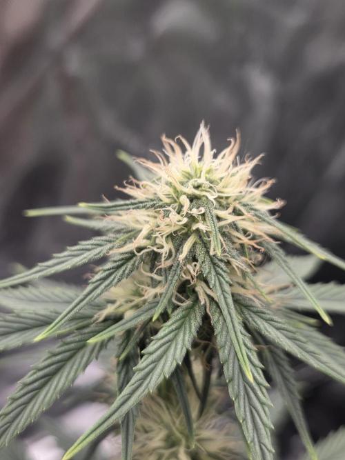 Mephisto Grow. Week 5 - Sour ScrumySquanch 20 Inches