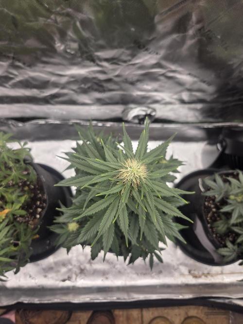 Mephisto Grow. Week 5 - Sour ScrumySquanch 20 inches