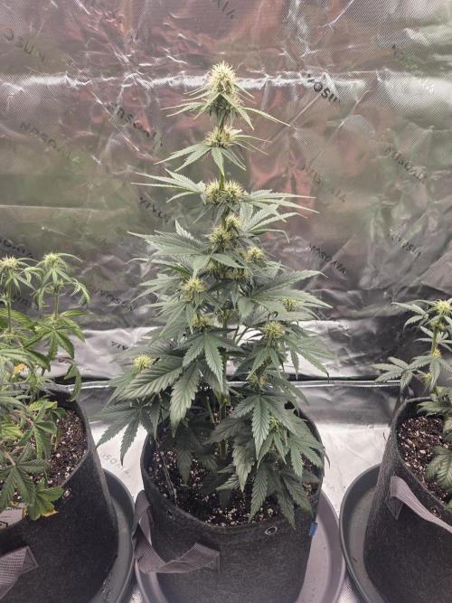Mephisto Grow. Week 5 - Sour ScrumySquanch 20 inches