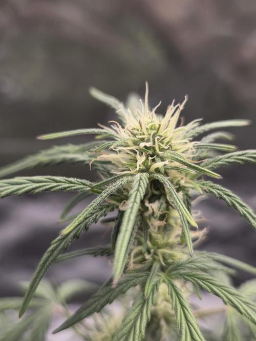 Mephisto Grow. Week 5 - MangO'z 21 inches
