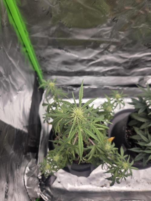 Mephisto Grow. Week 5 - MangO'z 21 inches