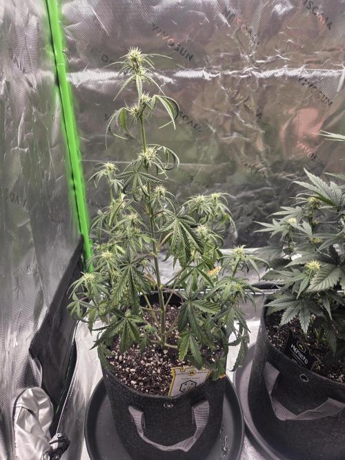 Mephisto Grow. Week 5 - MangO'z 21 inches