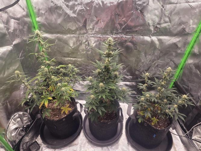 Mephisto Grow. Week 6 - Left - MangO'z Middle - Sour ScrumySquanch Right - OrangeO'z