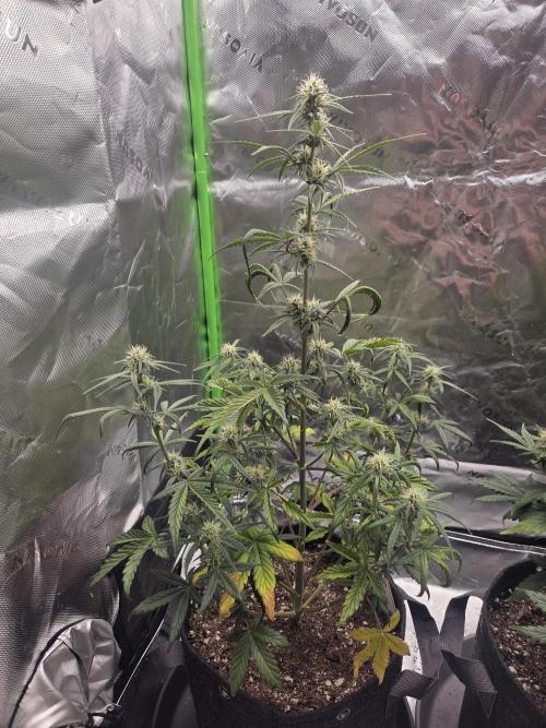 Mephisto Grow. Week 6 - MangO'z