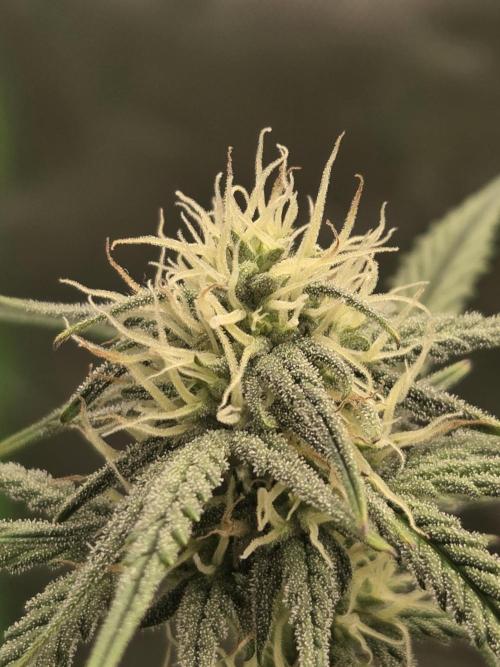 Mephisto Grow. Week 6 - MangO'z