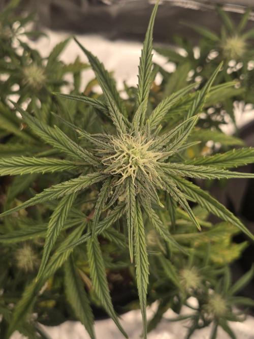 Mephisto Grow. Week 6 - MangO'z