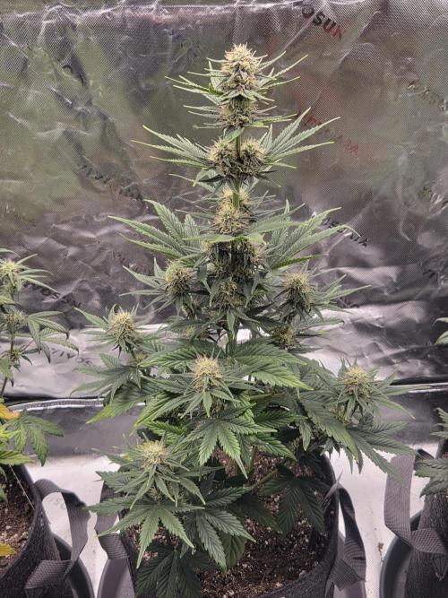 Mephisto Grow. Week 6 - Sour ScrumySquanch