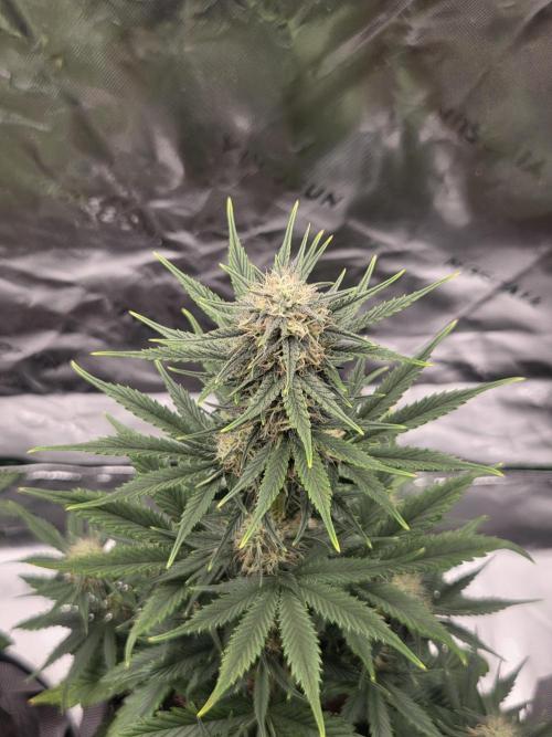 Mephisto Grow. Week 6 - Sour ScrumySquanch 