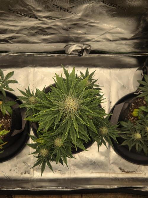 Mephisto Grow. Week 6 - Sour ScrumySquanch