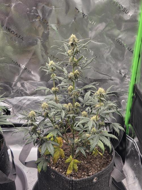 Mephisto Grow. Week 6 - OrangeO'z