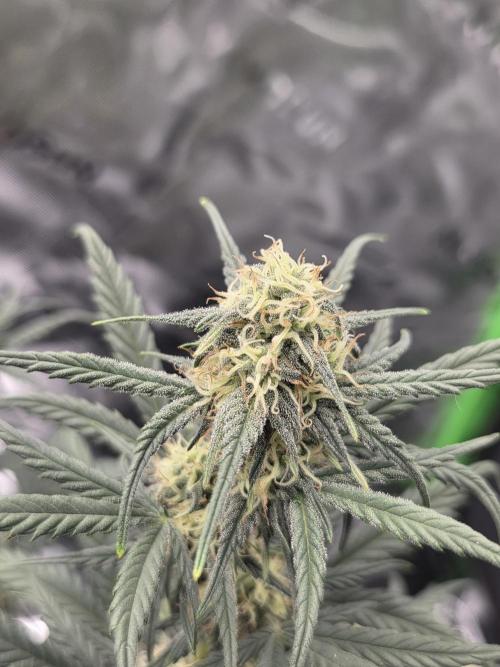 Mephisto Grow. Week 6 - OrangeO'z