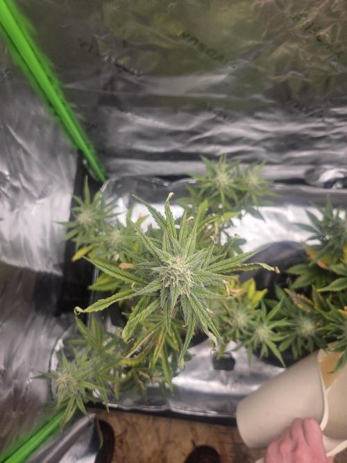 Mephisto Grow. Week 7 - MangO'z
