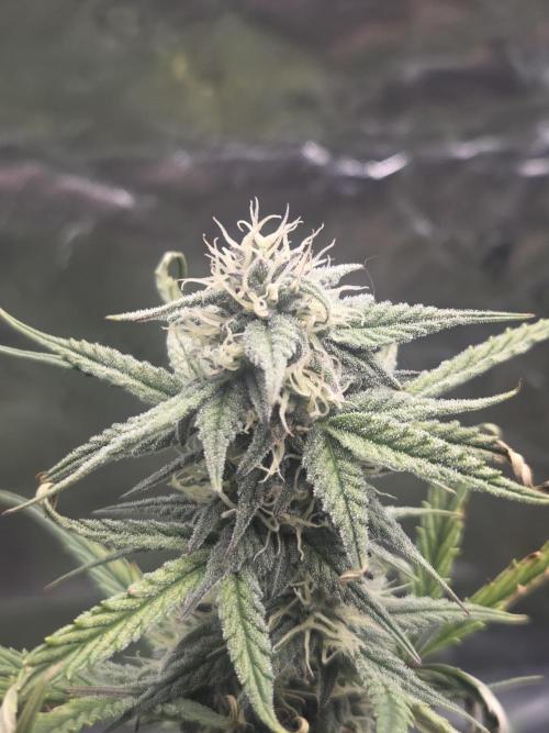 Mephisto Grow. Week 7 - MangO'z