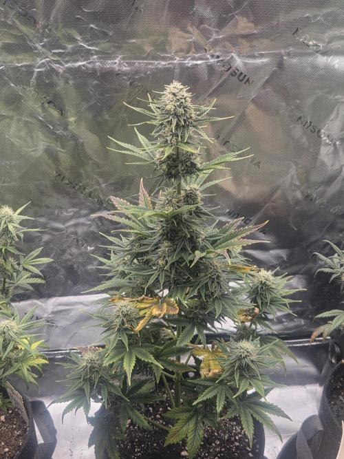 Mephisto Grow. Week 7 - Sour ScrumySquanch 