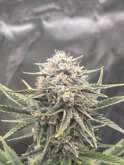 Mephisto Grow. Week 7 - Sour ScrumySquanch 