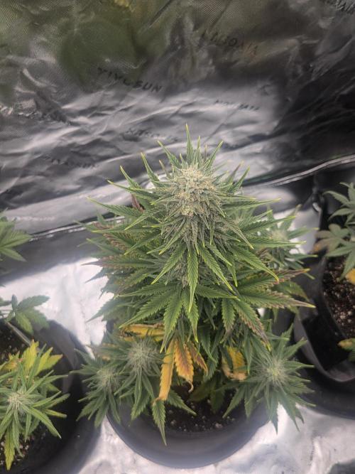 Mephisto Grow. Week 7 - Sour ScrumySquanch 