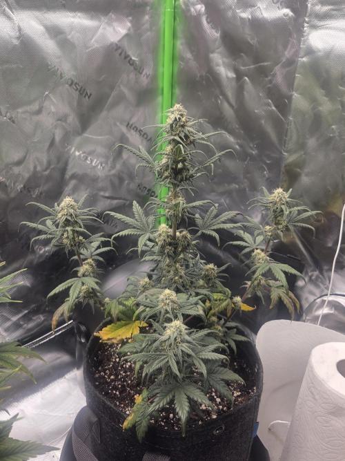 Mephisto Grow. Week 7 - OrangeO'z
