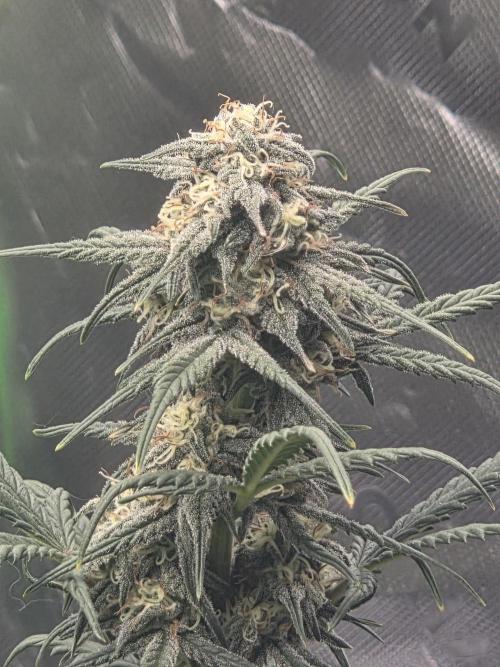 Mephisto Grow. Week 7 - OrangeO'z