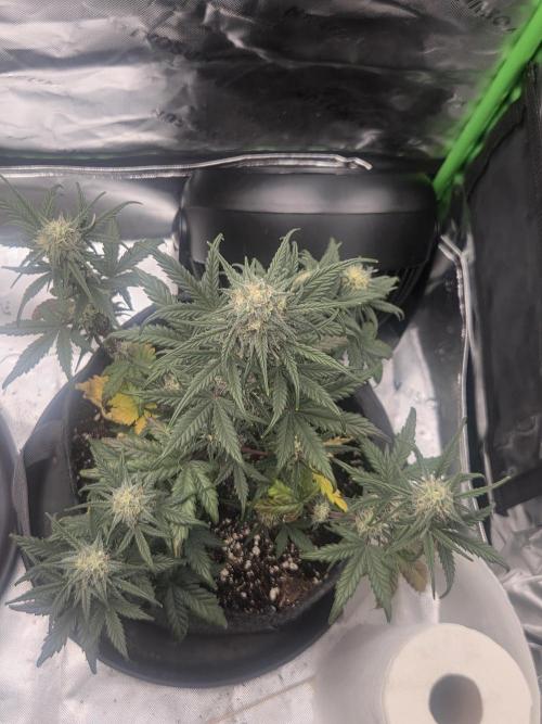 Mephisto Grow. Week 7 - OrangeO'z 