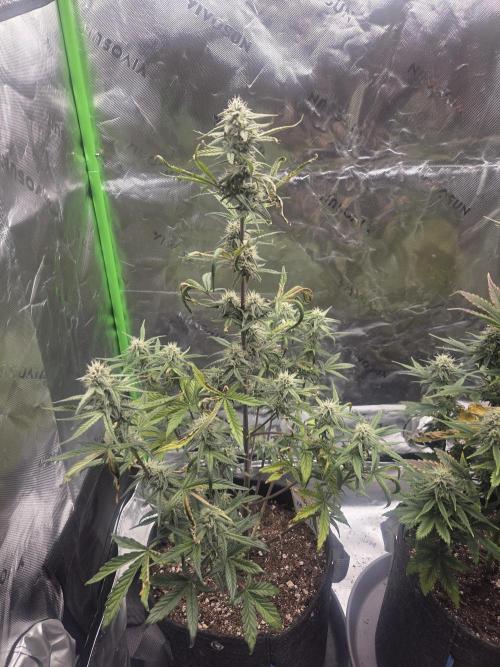 Mephisto Grow. Week 7 - MangO'z