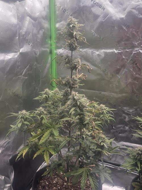 Mephisto Grow. Week 8 - MangO'z